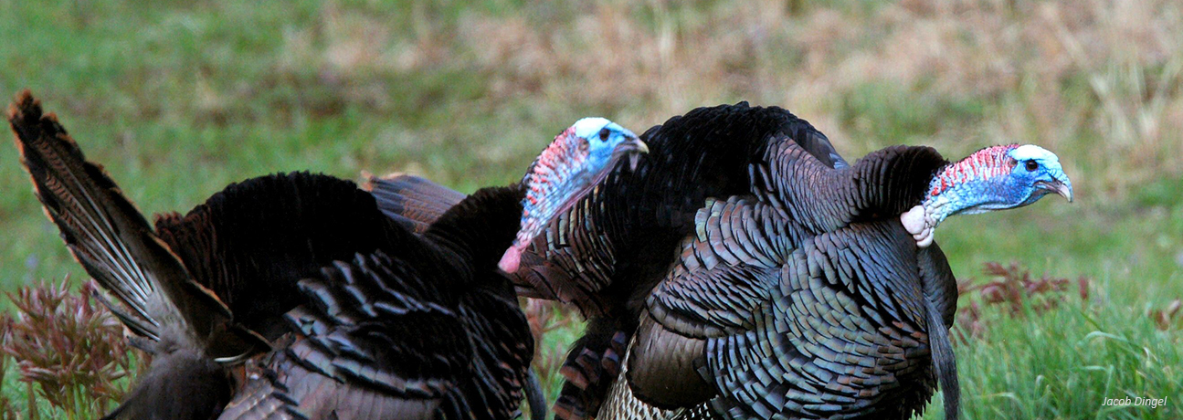 turkey